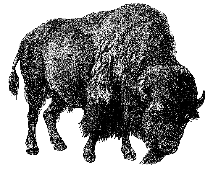 Bison.gif by Harm Van Den Dorpel